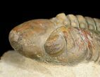 Inch Reedops Trilobite - Great Eyes #4931-5